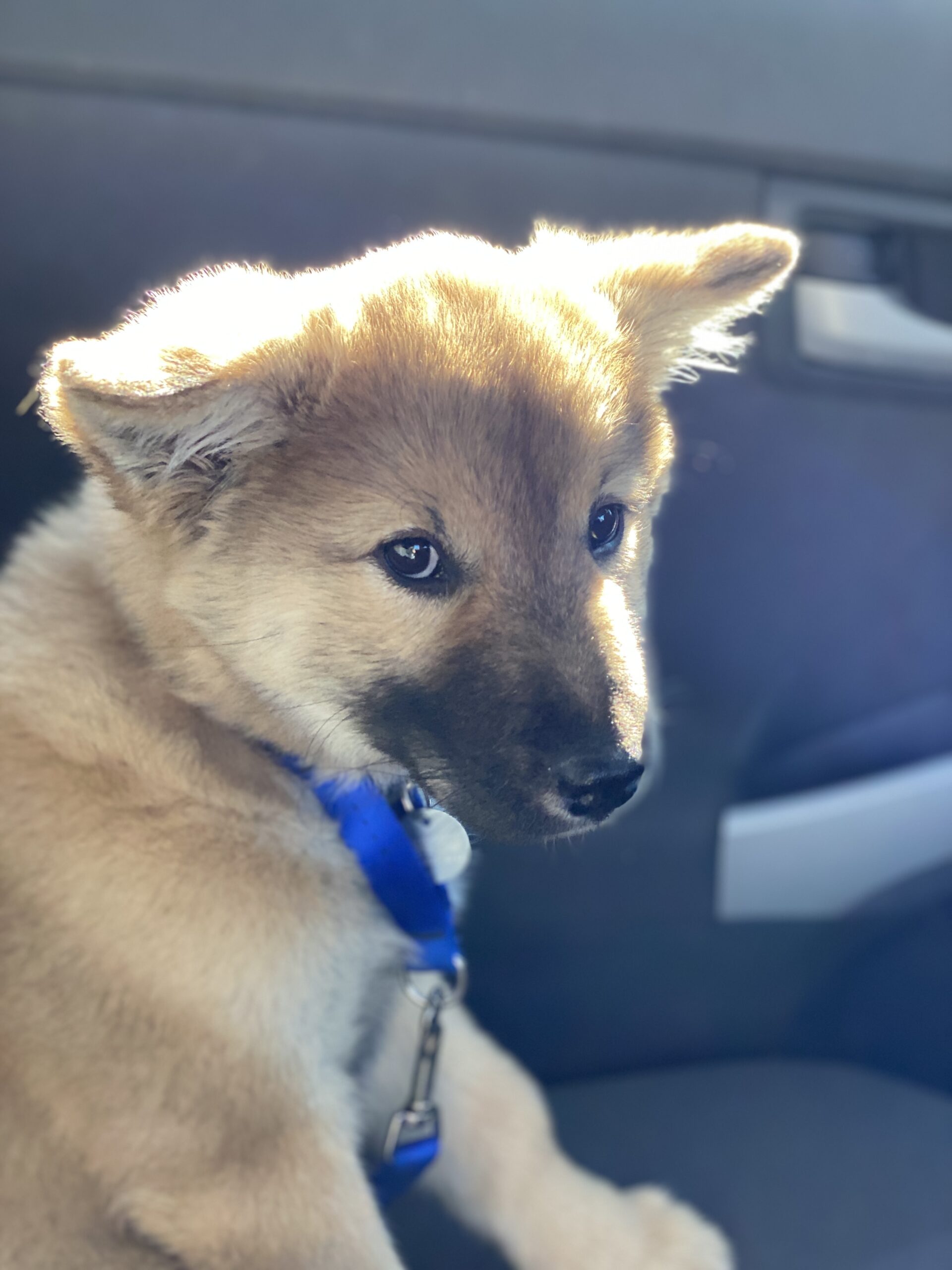 Baby Shadow in Car