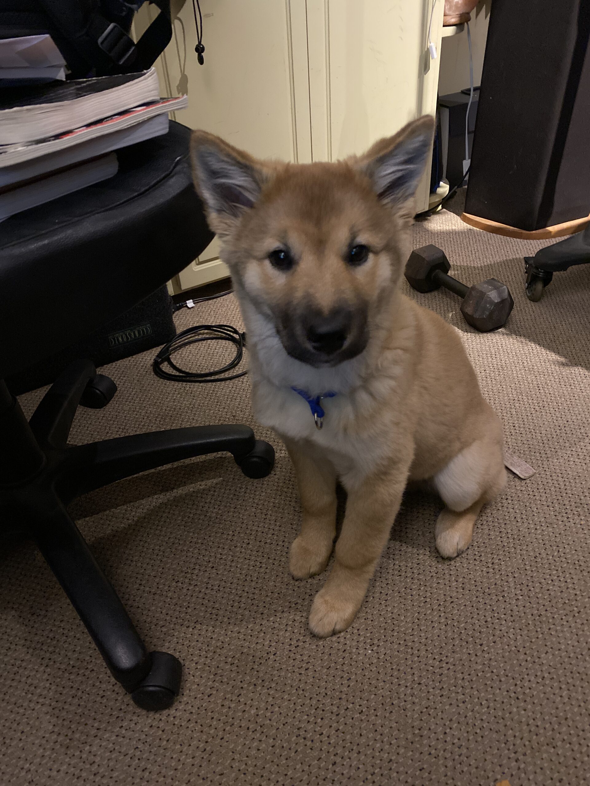 Baby Shadow in Studio